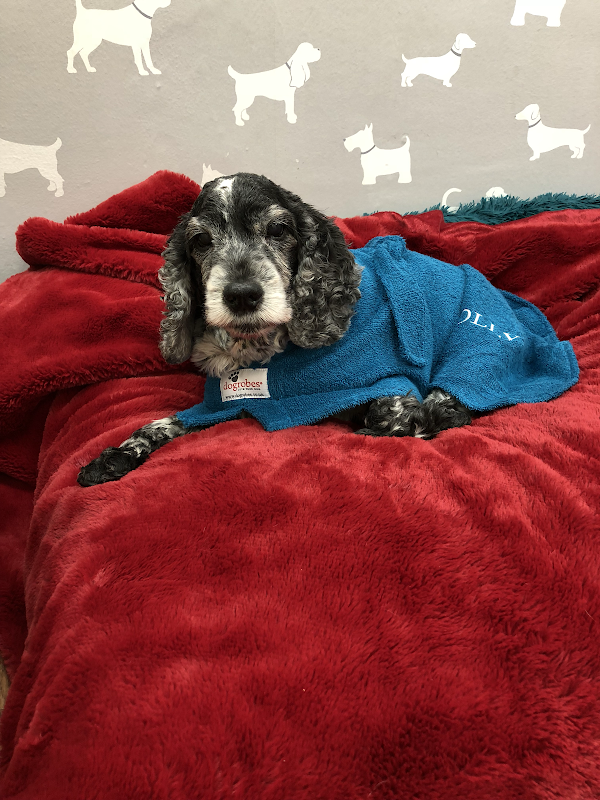 Holly’s Doggy Deli photo 3