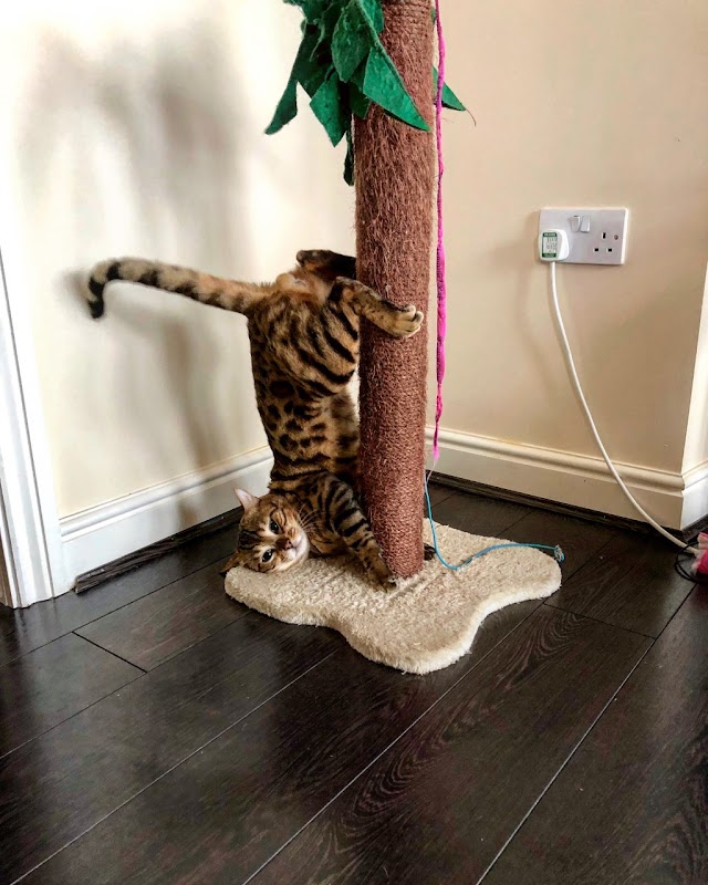Bengal Empire photo 2