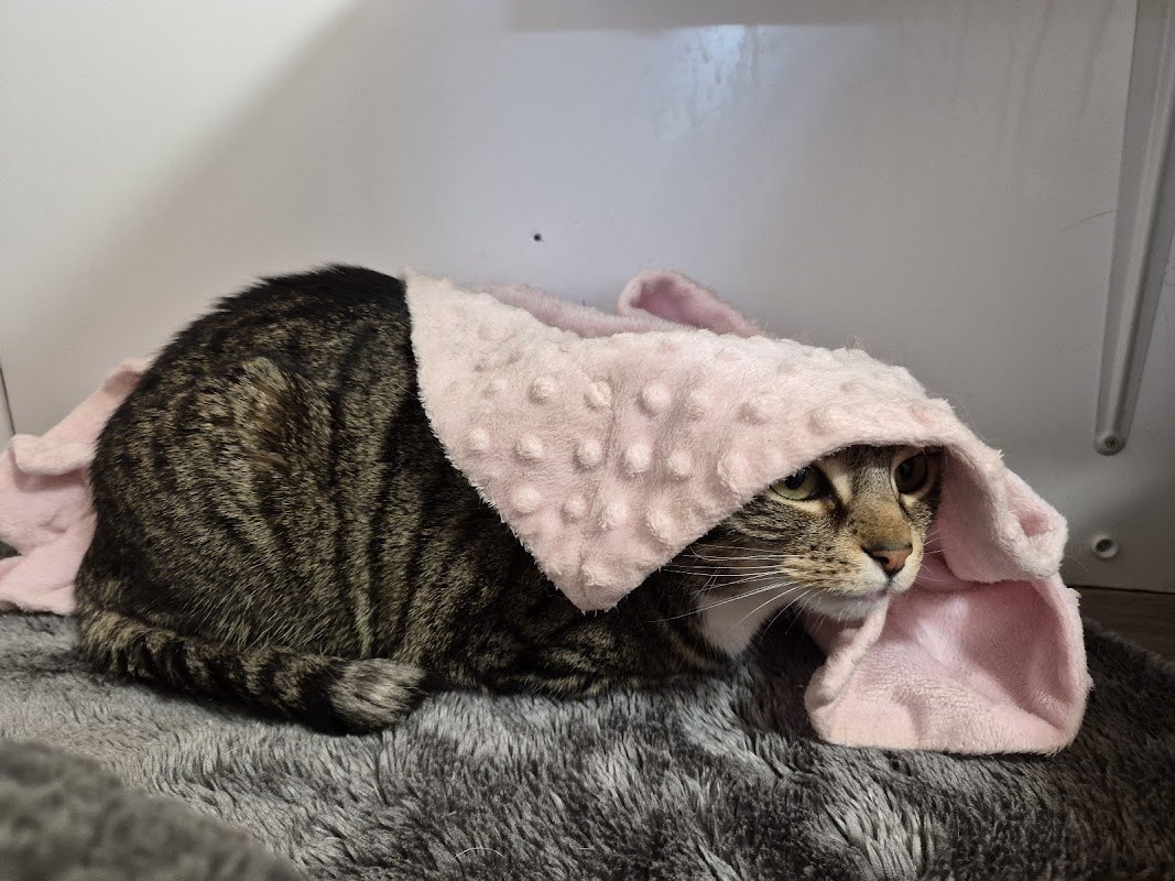 Rosemary Corner Cattery