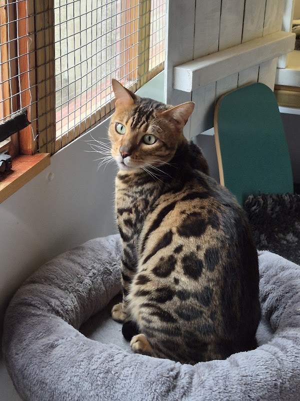 Rosemary Corner Cattery photo 3