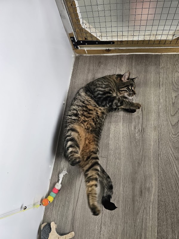 Rosemary Corner Cattery photo 1