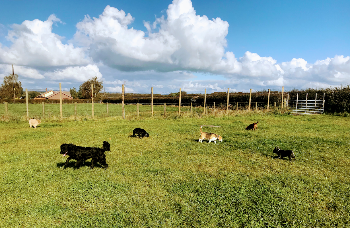 La Roque Kennels photo 2
