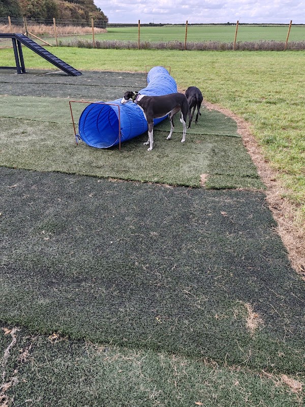 North Bridlington Dog Field — breeder photo