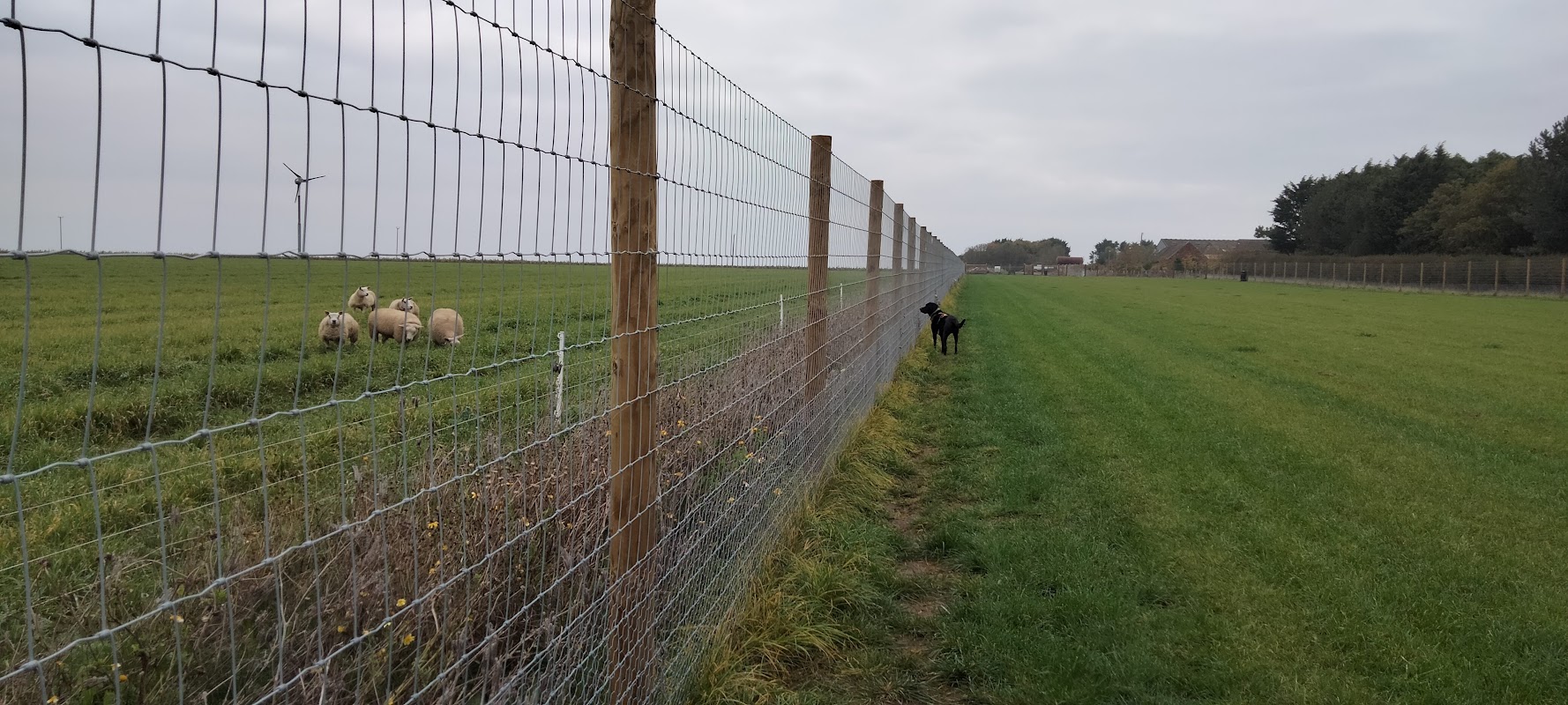 North Bridlington Dog Field photo 2