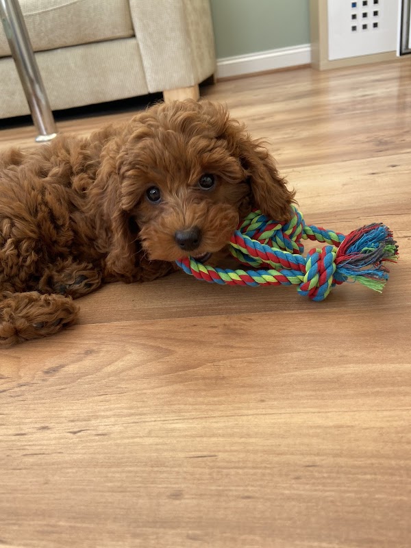 Cavapoo Puppies UK - 5 Star Licenced Breeder