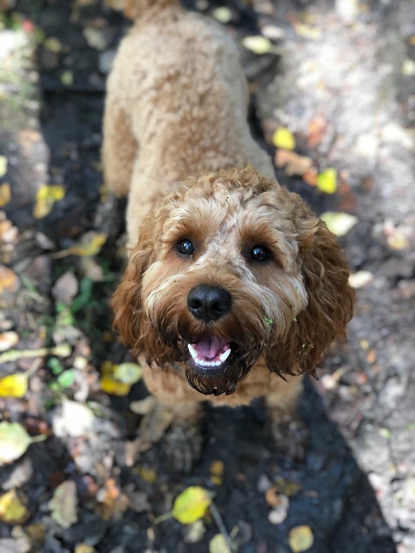 Cavapoo Puppies UK - 5 Star Licenced Breeder photo 3
