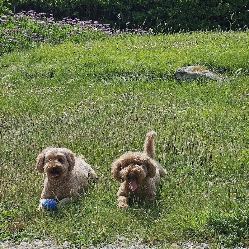 Cavapoo Puppies UK - 5 Star Licenced Breeder photo 1