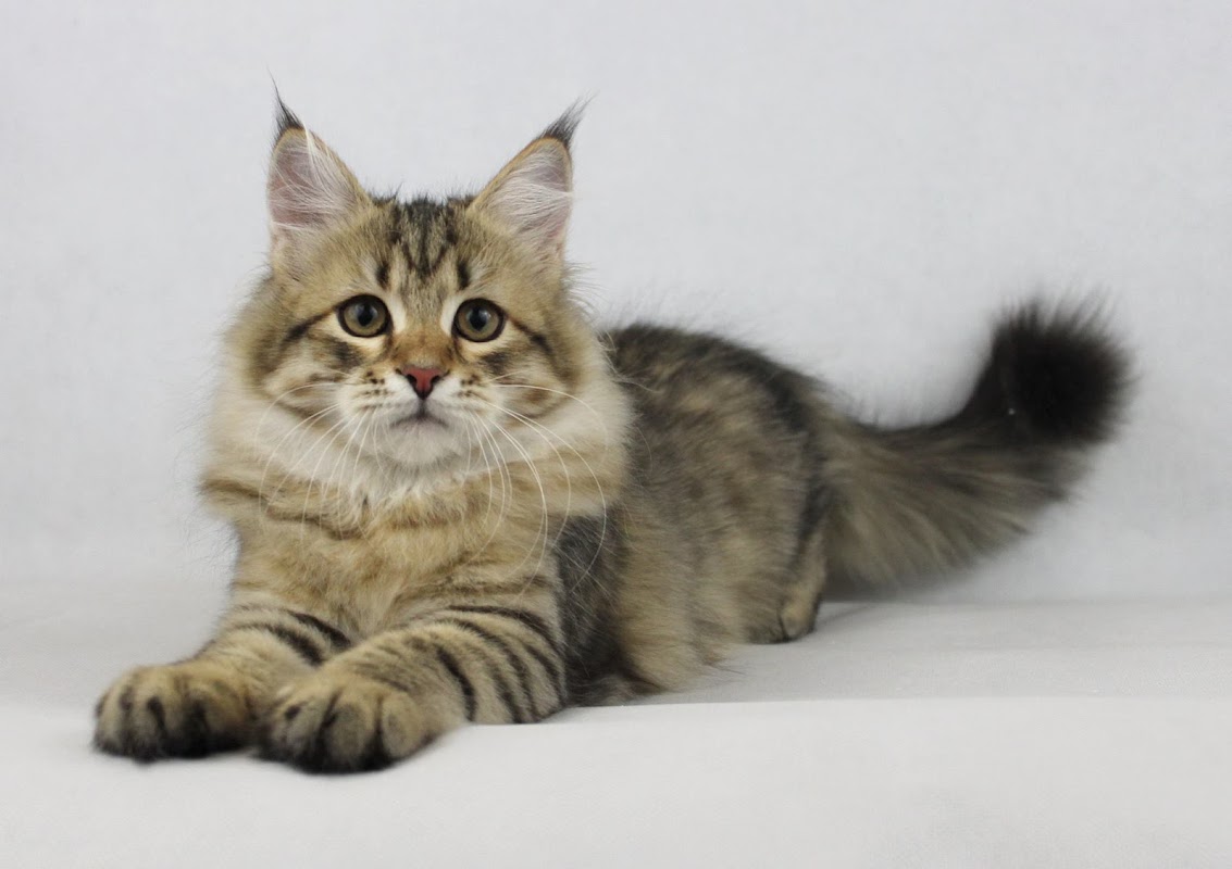 Forest Dreams Cattery - Hypoallergenic Siberian Cat Breeder
