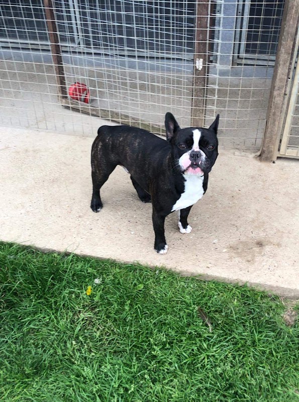 Sangreat Kennels