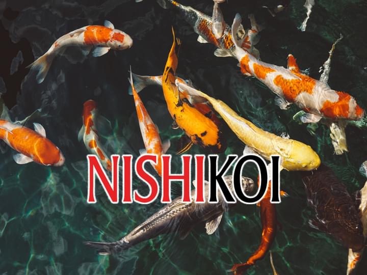 Nishikoi Aquaculture Ltd