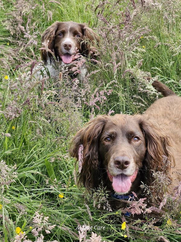 AJ Dog Care photo 3