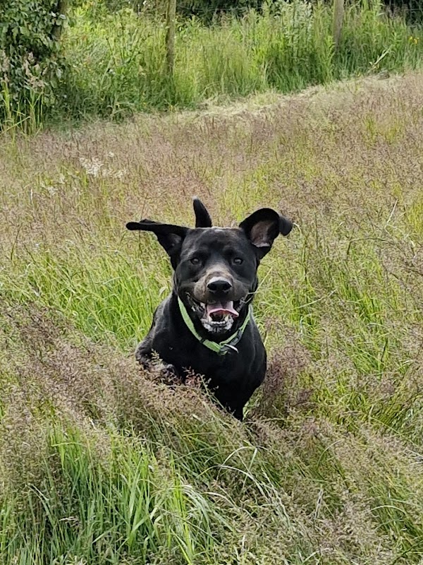 AJ Dog Care photo 1