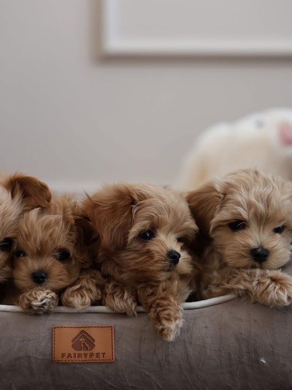 Maltipoo puppies for sale
