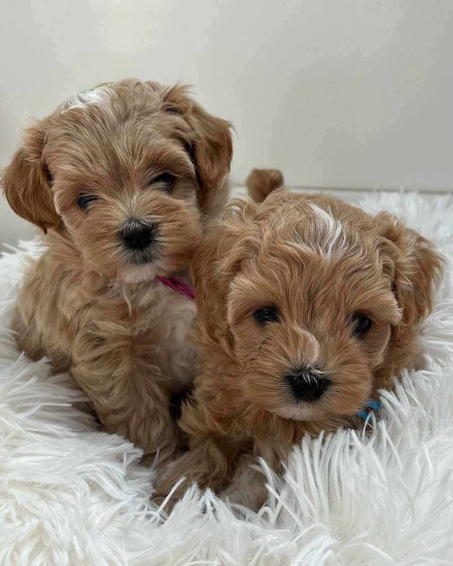 Maltipoo puppies for sale photo 2