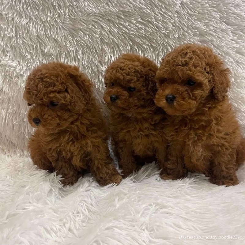 Maltipoo puppies for sale photo 3