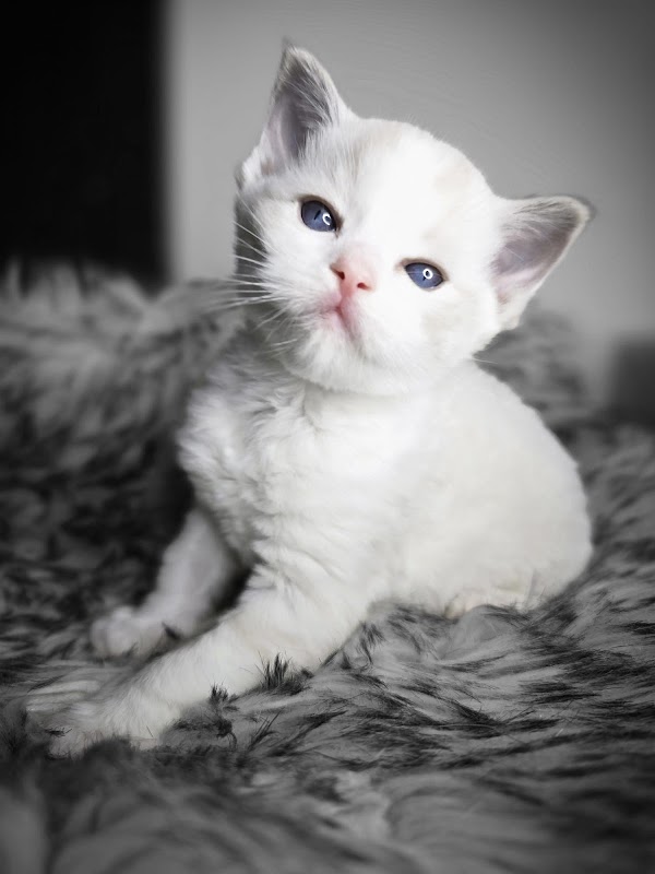 Ragdoll Diamonds