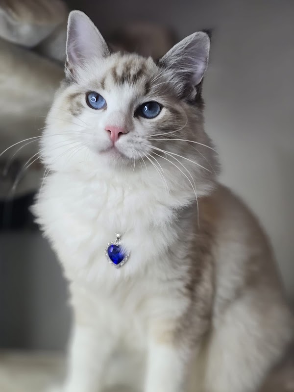 Ragdoll Diamonds photo 2