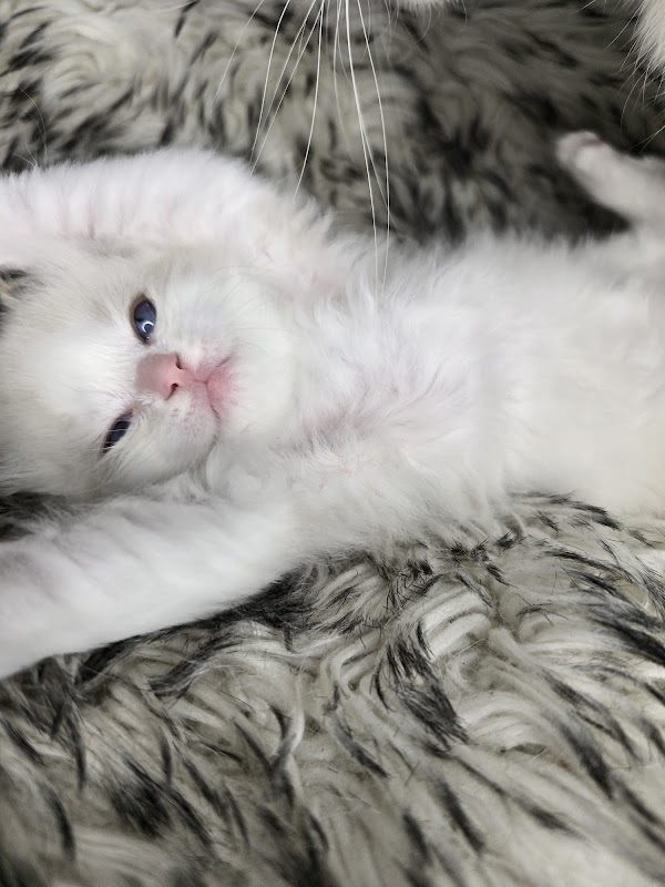 Ragdoll Diamonds photo 3