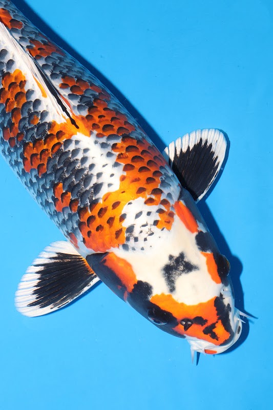 Exclusively Koi Ltd photo 3