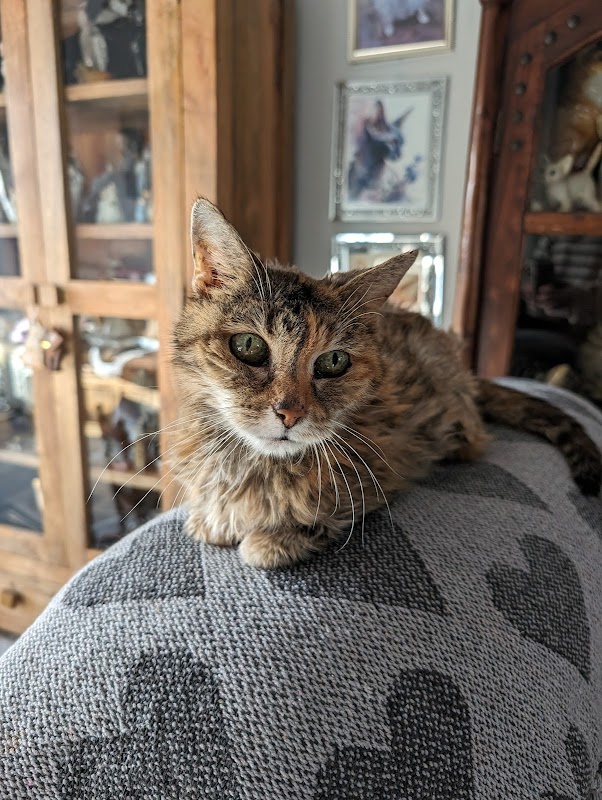 Kitten Karers photo 1