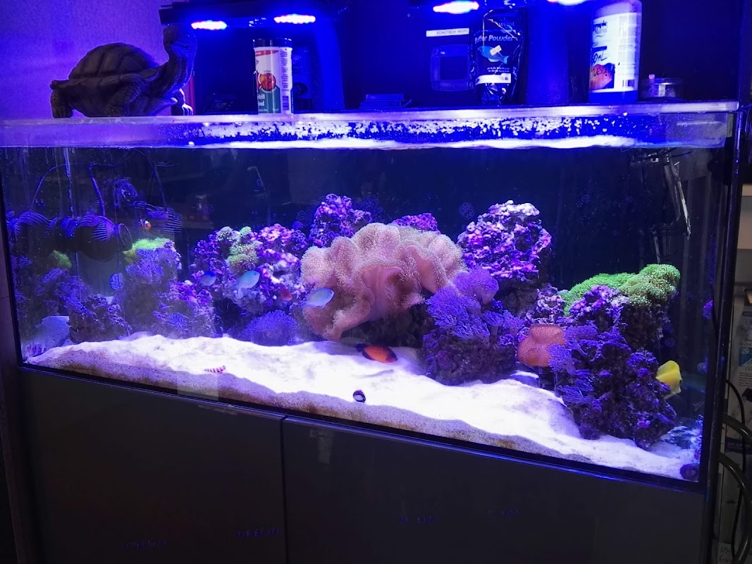 Devotedly Discus photo 2