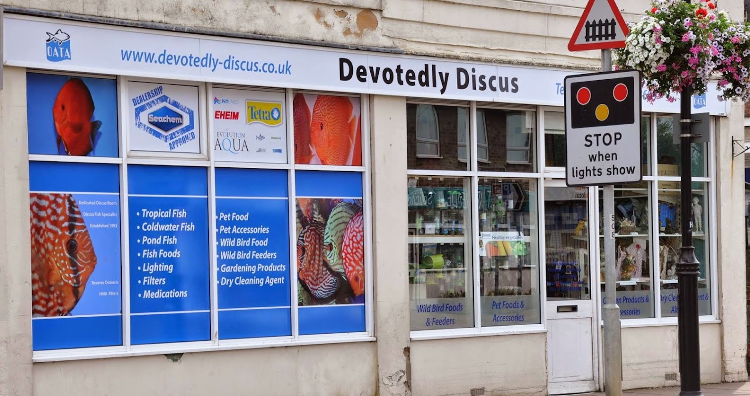 Devotedly Discus photo 3