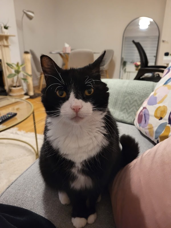 Berrylands Cattery