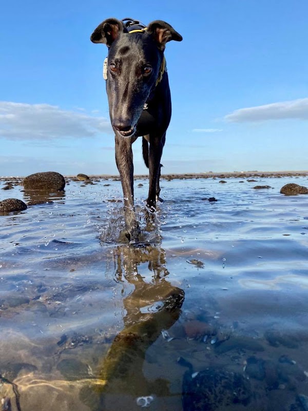 Alfies dream for greyhounds photo 2