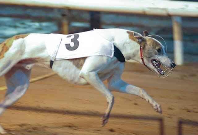Alfies dream for greyhounds photo 3