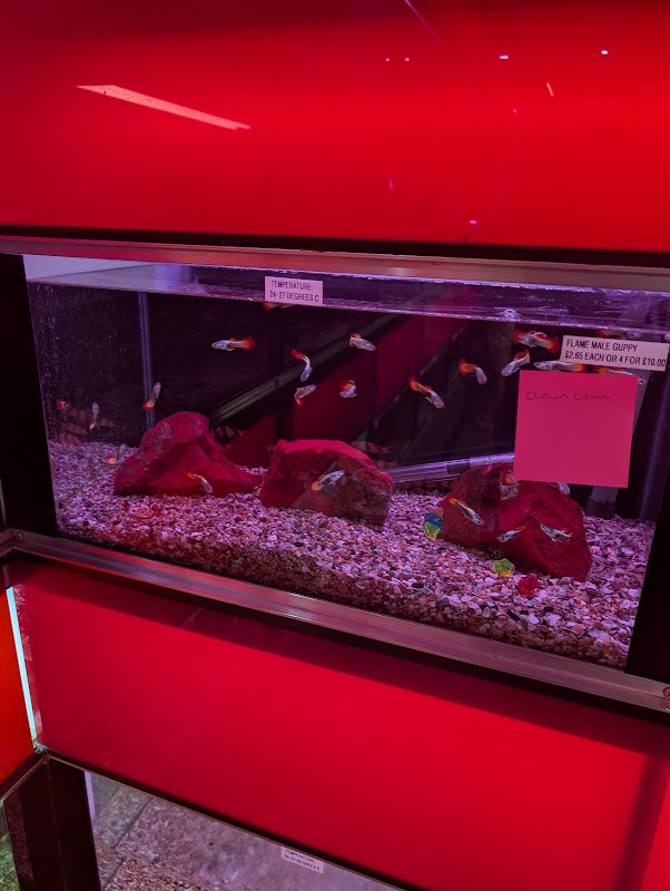 QSS Aquarium & Koi Centre photo 2