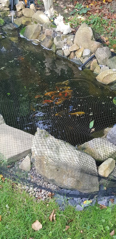 QSS Aquarium & Koi Centre photo 3