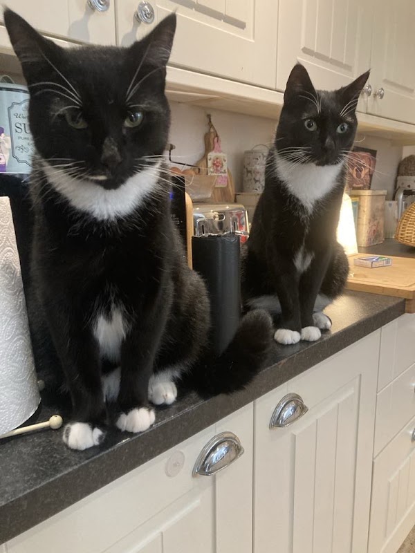 Castle Mill Cattery photo 2
