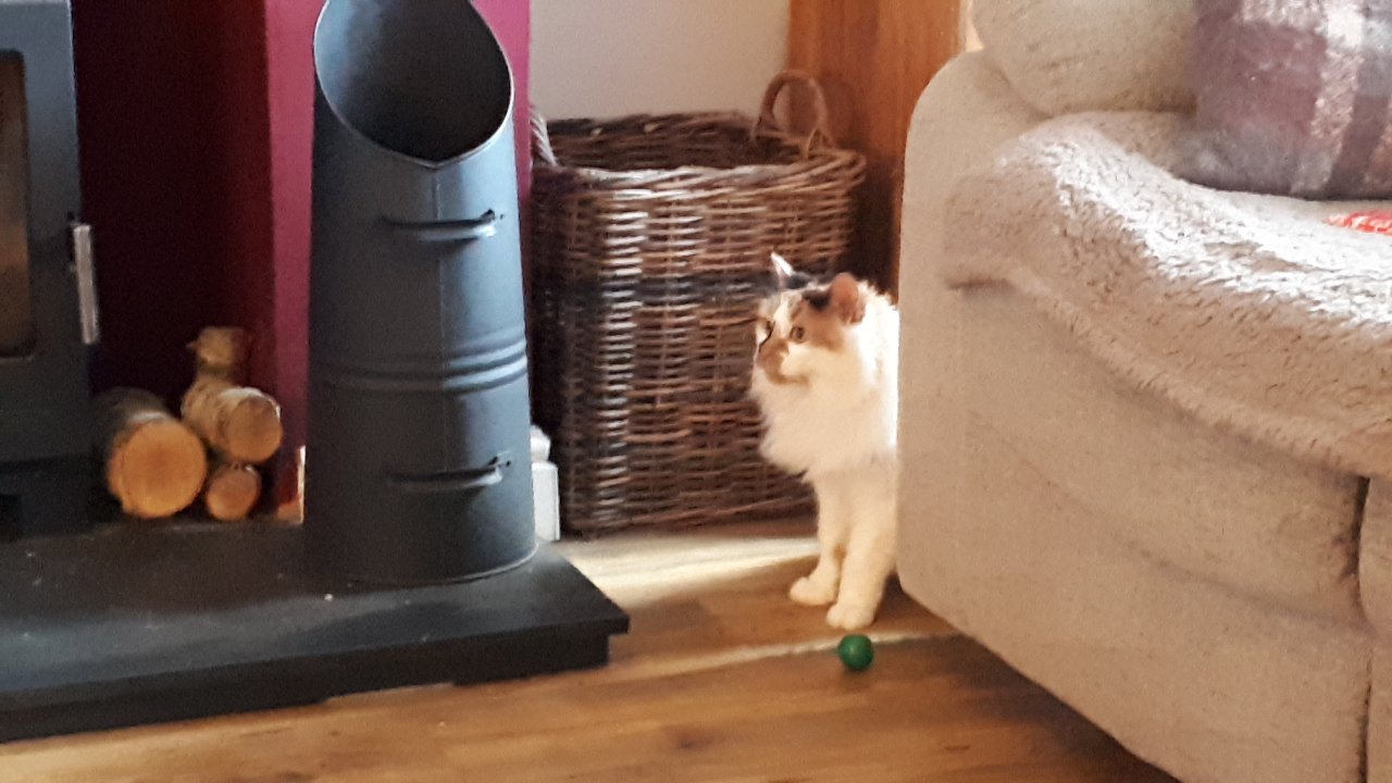 Langslie Cattery