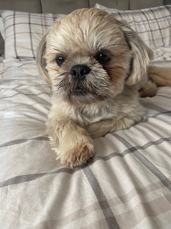 Dogs & Puppies of the Rise