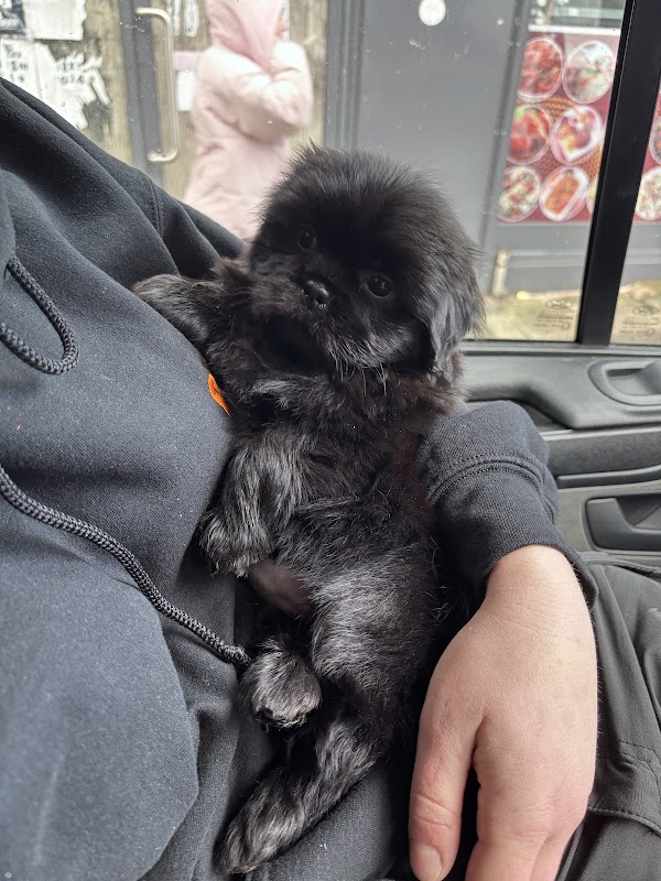 Dogs & Puppies of the Rise photo 2