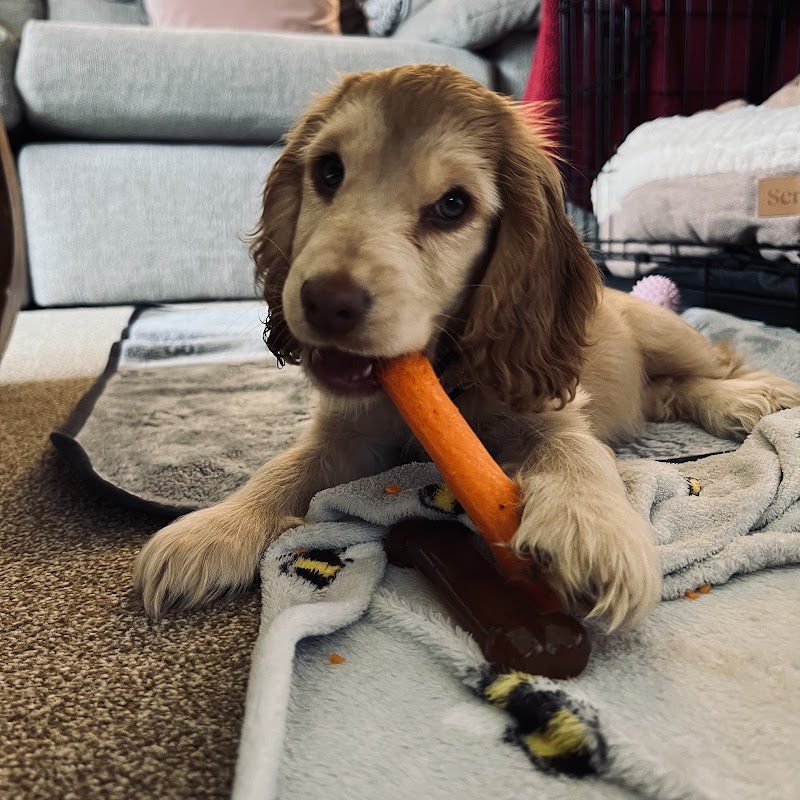 Dogs & Puppies of the Rise photo 3
