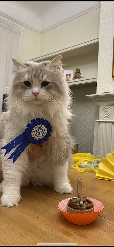 Le-Chat-Milou Siberian cats photo 2