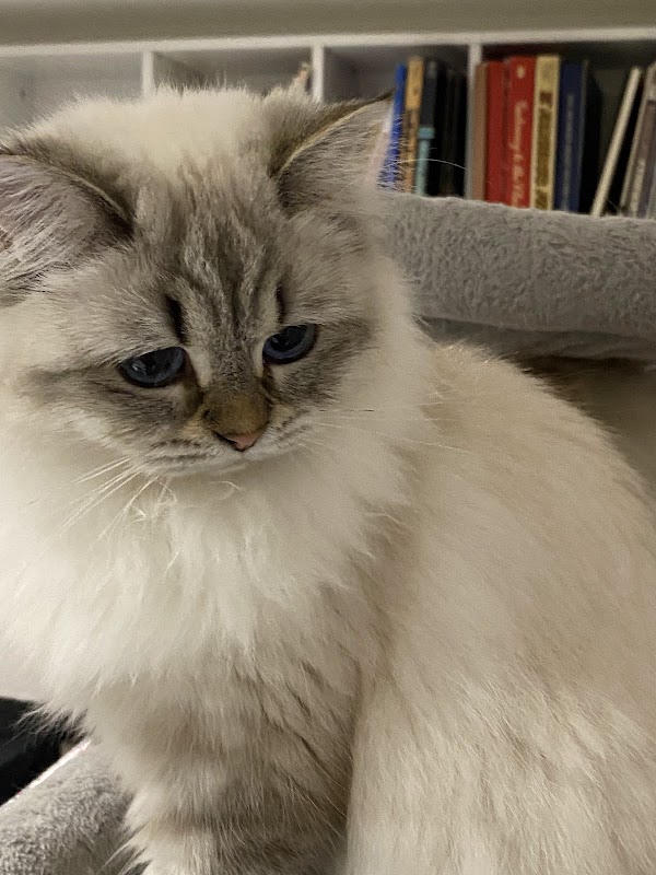 Le-Chat-Milou Siberian cats photo 3