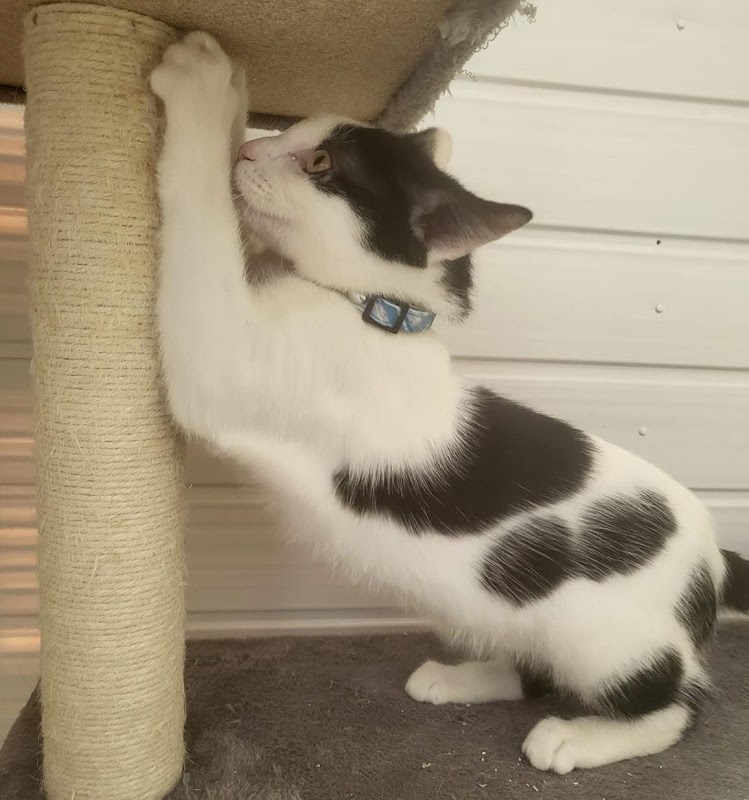 L9 CATTERY photo 1