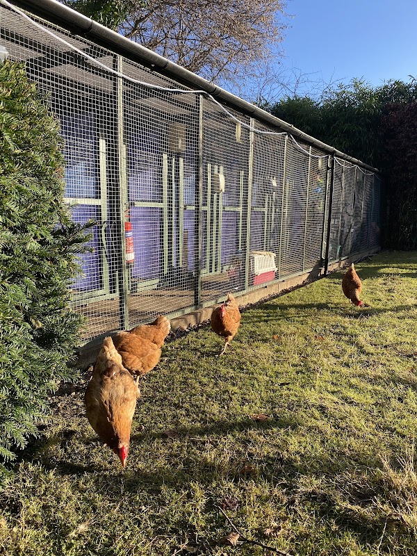 Farm Cottage Cattery photo 3