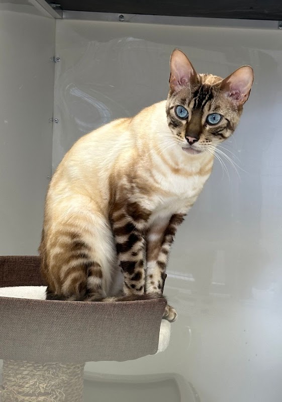 Glenbeets Cattery photo 3