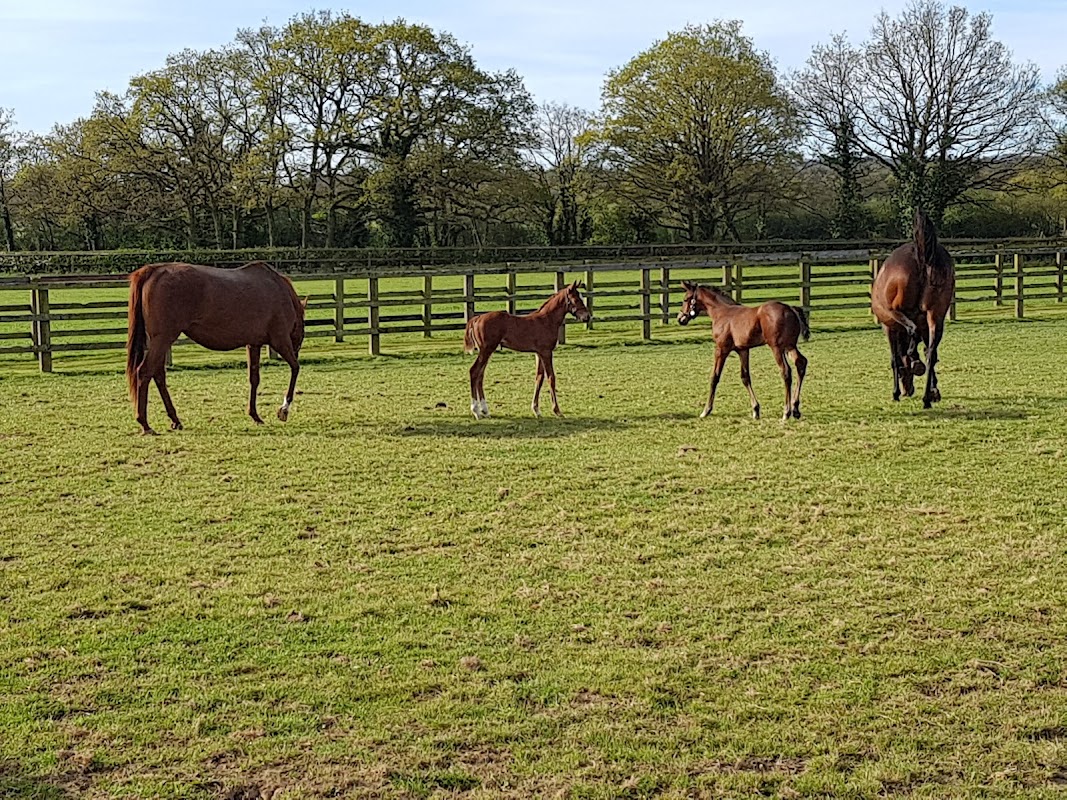 Normandie Stud