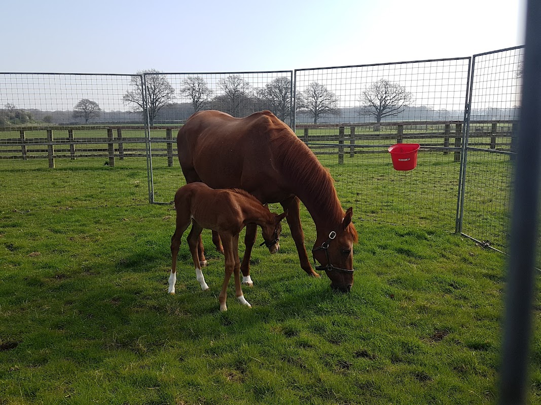 Normandie Stud photo 3