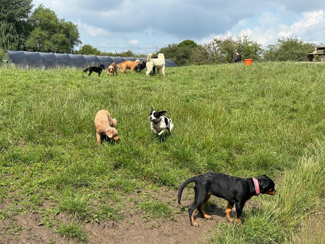 Dogs Country Club photo 3