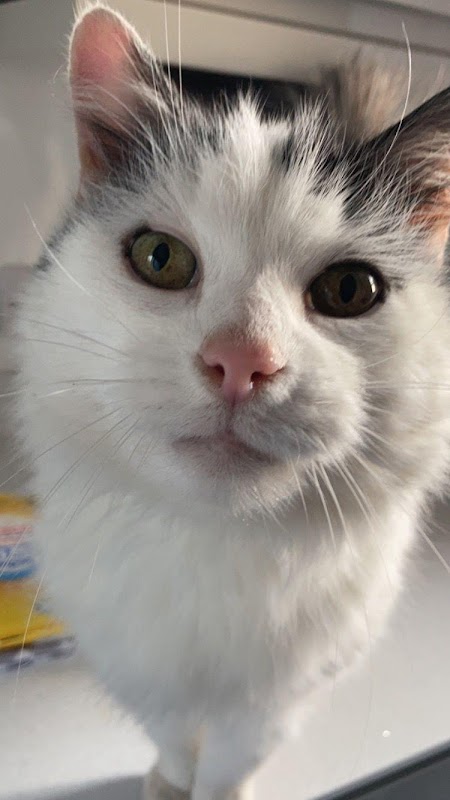 Queen Charlton Cattery photo 1