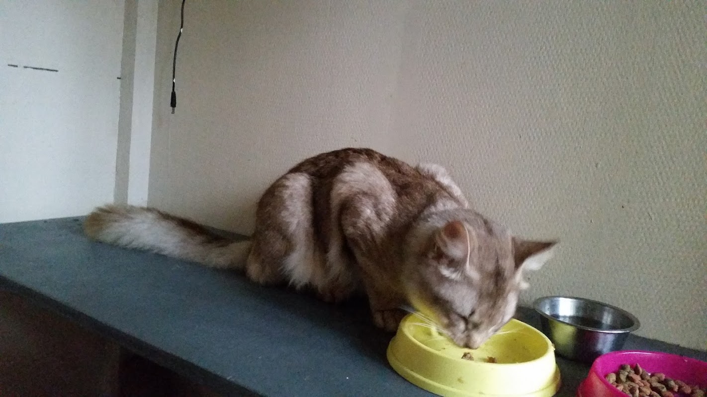 Queen Charlton Cattery photo 2