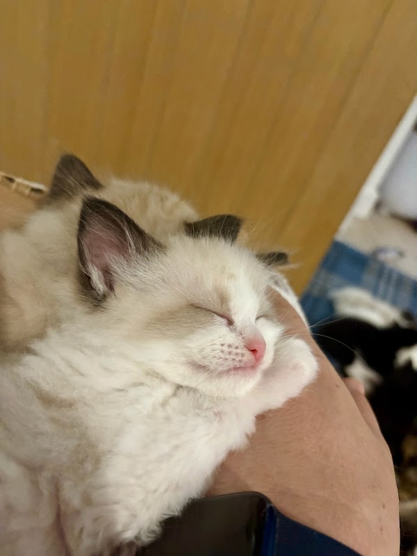 Purrfect Paws Ragdolls