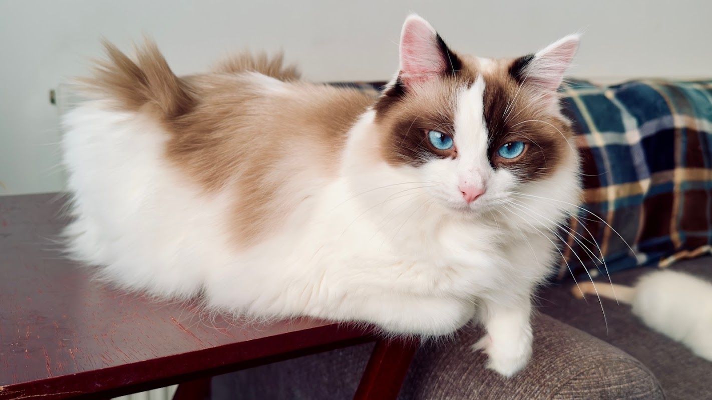 Purrfect Paws Ragdolls photo 2
