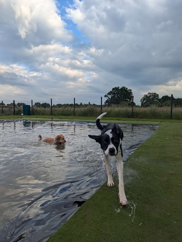 Oak Farm Dog Run photo 2