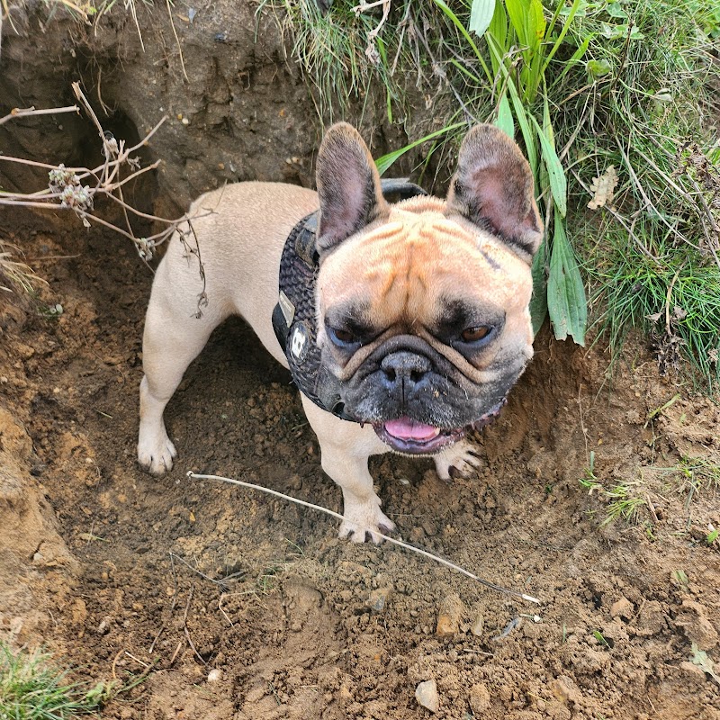 Oak Farm Dog Run photo 3